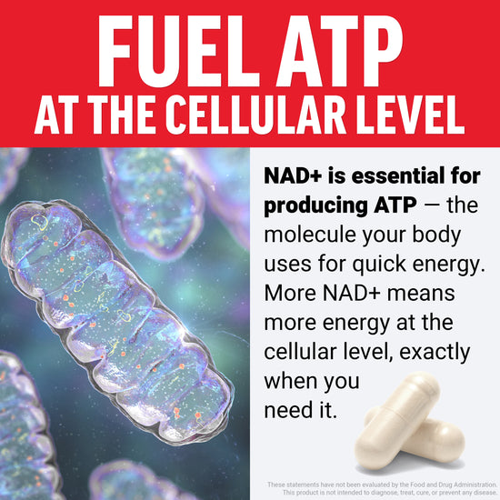 Fuel ATP at the cellular level graphic with mitochondria illustration and NAD+ capsules for quick energy support.