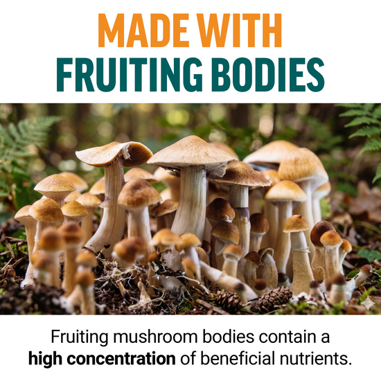 Close-up of mushrooms growing in forest highlighting fruiting bodies with high concentration of beneficial nutrients