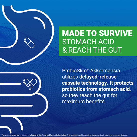 Illustrated digestive system showing ProbioSlim Akkermansia uses delayed-release capsule technology to survive stomach acid