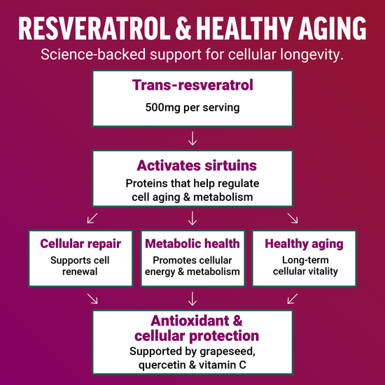 Flowchart showing how trans-resveratrol activates sirtuins to support cellular repair, metabolic health, and healthy aging