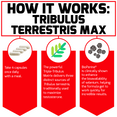 How It Works: Tribulus Terrestris Max Take 4 capsules once daily with a meal. The powerful Triple-Tribulus Matrix delivers three distinct sources of Tribulus terrestris, traditionally used to maximize testosterone. BioPerine® is clinically shown to enhance the bioavailability of selenium, helping the formula get to work quickly for mind-blowing results.