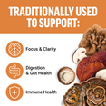 Traditional uses of mushrooms supporting focus, digestion, and immune health, with illustrations of mushroom varieties.