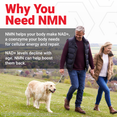 Couple walking a golden retriever outdoors with text explaining how NMN helps boost NAD+ levels that decline with age

