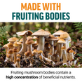 Close-up of mushrooms growing in forest highlighting fruiting bodies with high concentration of beneficial nutrients
