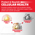 Cell illustration showing oxidative stress and free radical damage versus a healthy normal cell
