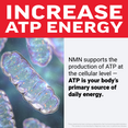 3D mitochondria illustration explaining NMN supports ATP production as the body's primary source of cellular energy
