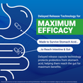 Illustration showing delayed release capsule designed to survive stomach acid and reach the gut.