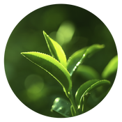 Green Tea Leaf Extract