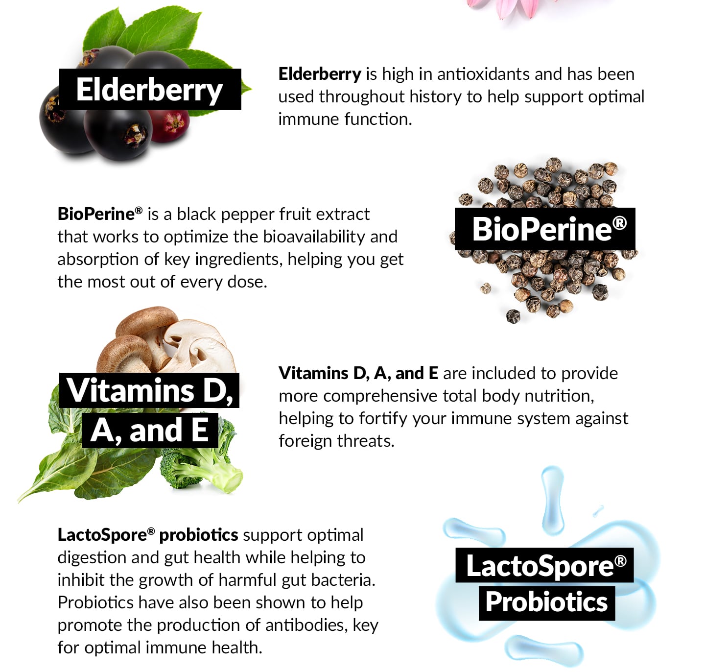 Elderberry is high in antioxidants and has been used throughout history to help support optimal immune function. BioPerine® is a black pepper fruit extract that works to optimize the bioavailability and absorption of key ingredients, helping you get the most out of every dose. PLUS: Vitamins D, A, and E are included to provide more comprehensive total body nutrition, helping to fortify your immune system against foreign threats. LactoSpore® probiotics support optimal digestion and gut health while helping to inhibit the growth of harmful gut bacteria. Probiotics have also been shown to help promote the production of antibodies, key for optimal immune health.