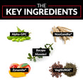 The Key Ingredients: Bacopa monnieri NooGandha® Zynamite® VegiSURGE® Alpha-GPC