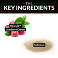 The Key Ingredients: Flowens™ Cranberry Extract, Selenium