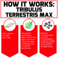 How It Works:  Tribulus Terrestris Max   Take 4 capsules once daily with a meal. The powerful Triple-Tribulus Matrix delivers three distinct sources of Tribulus terrestris, traditionally used to maximize testosterone. BioPerine® is clinically shown to enhance the bioavailability of selenium, helping the formula get to work quickly for mind-blowing results.